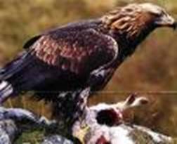 aquila