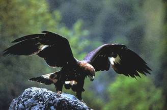 aquila verde