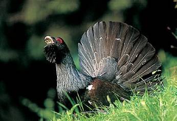 gallo cedrone