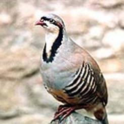 COTURNICE