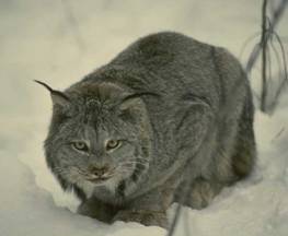 lince