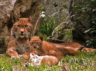 lince2