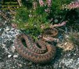 maras