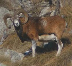 MUFLONE